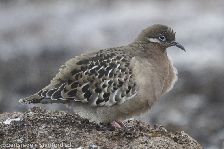 galapagos dove